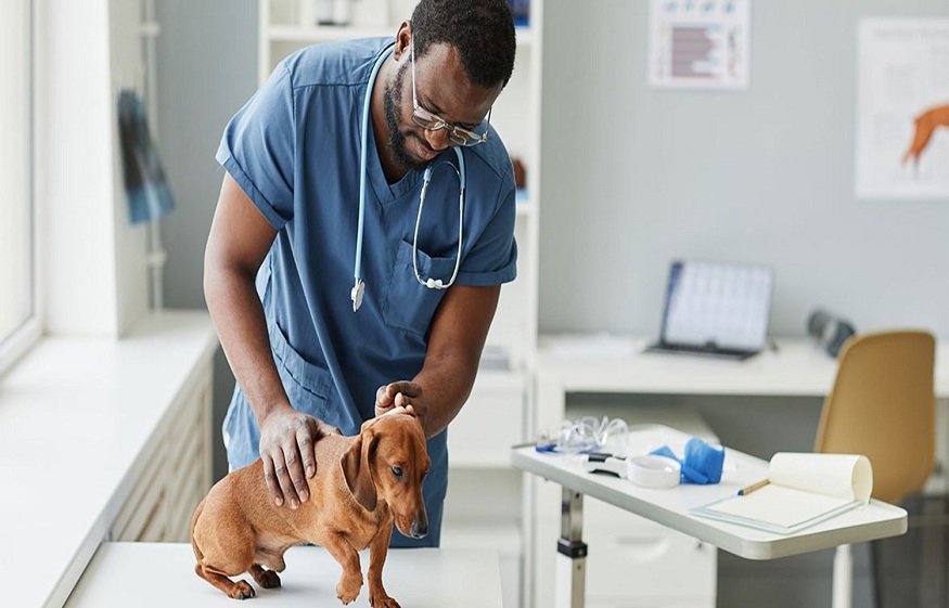 Understanding Pet Insurance Benefits